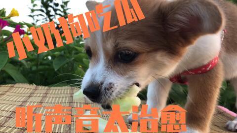 娱乐圈吃瓜小狗是谁啊